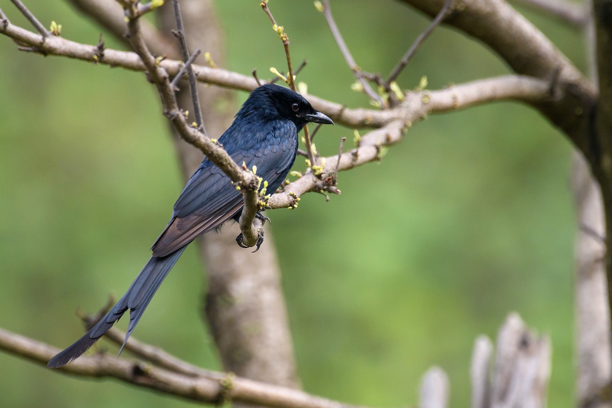 Black Drongo - ML464427631