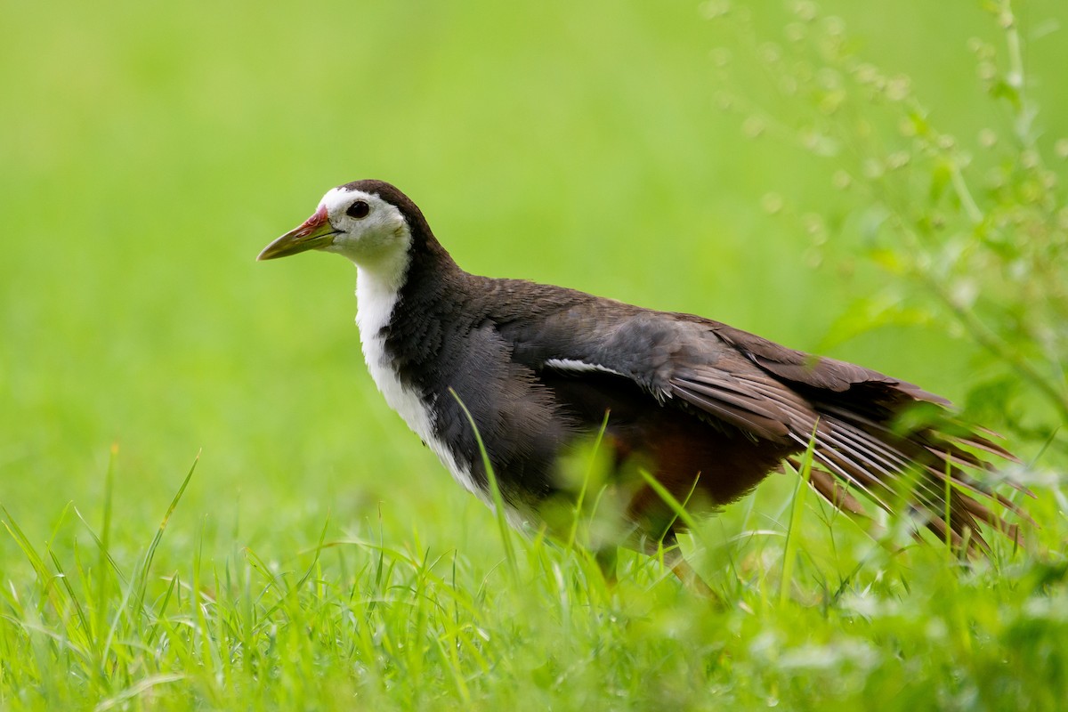 White-breasted Waterhen - ML464427741