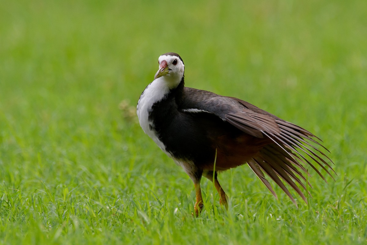 White-breasted Waterhen - ML464427751