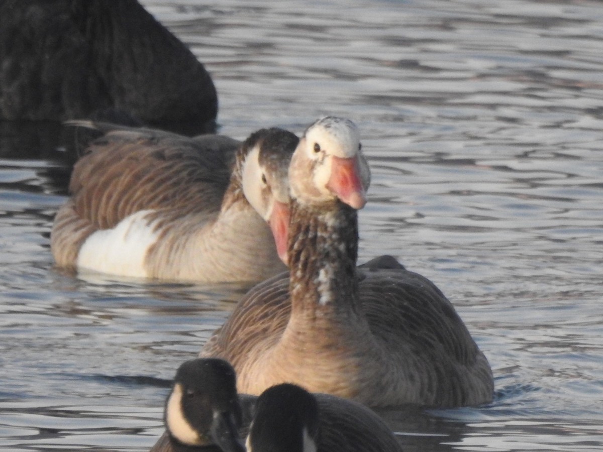 Graylag Goose (Domestic type) - ML464428251