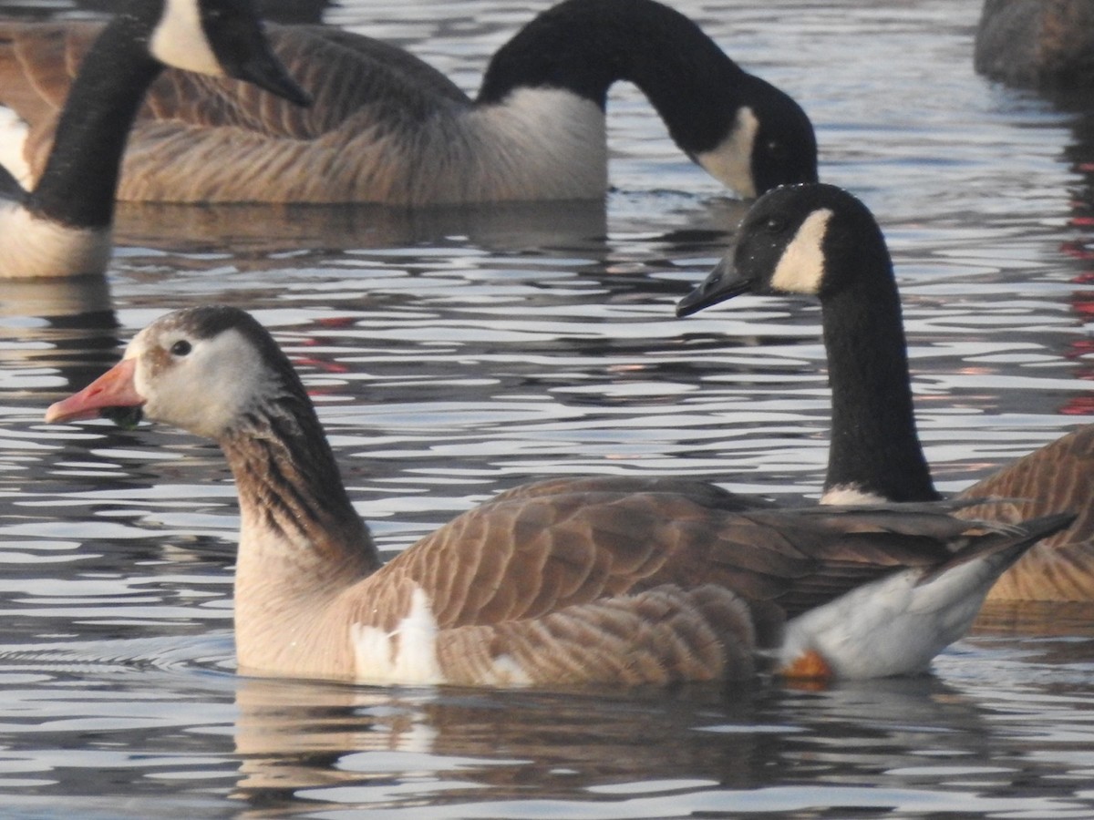Graylag Goose (Domestic type) - ML464428281