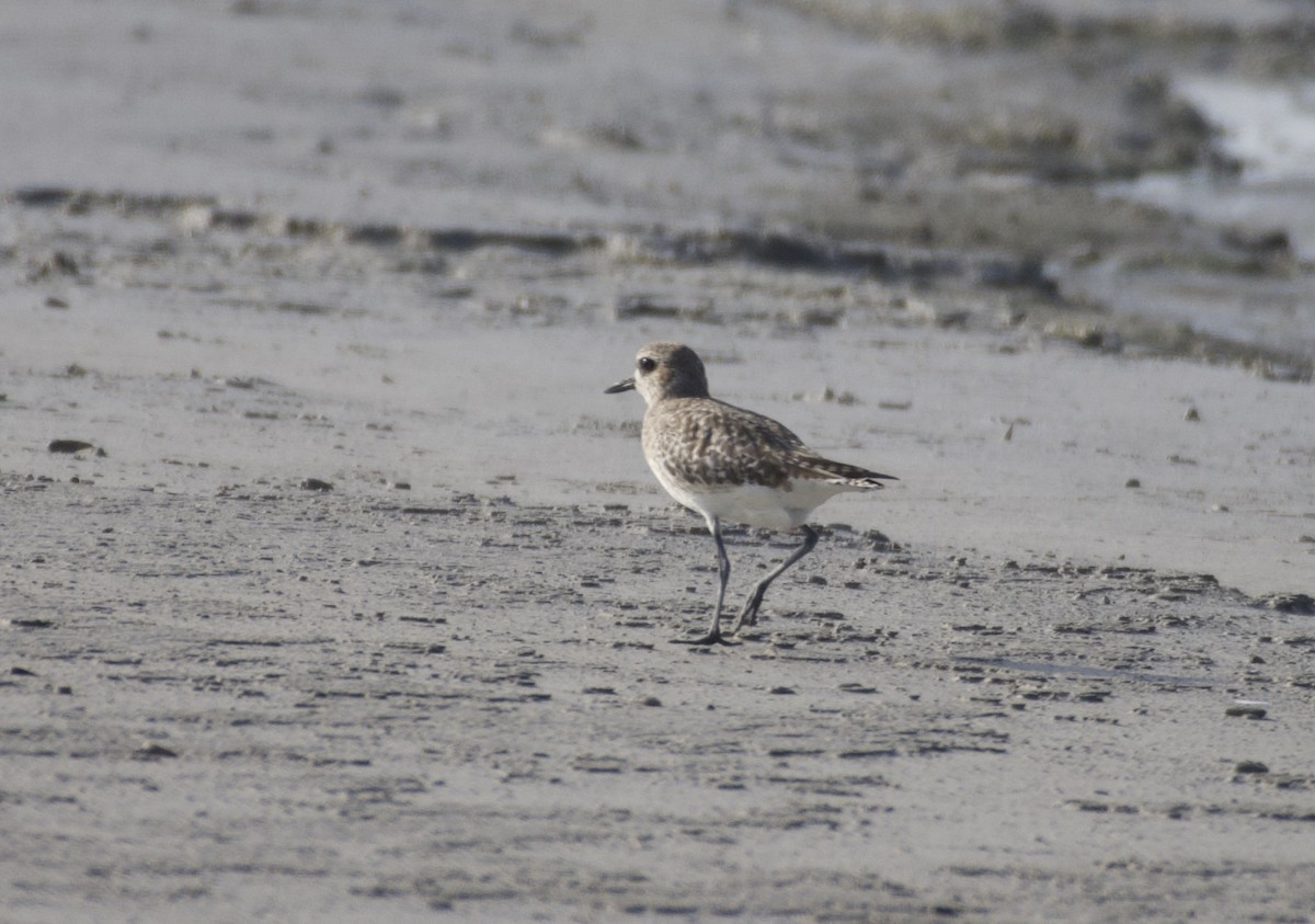 Black-bellied Plover - ML464428351