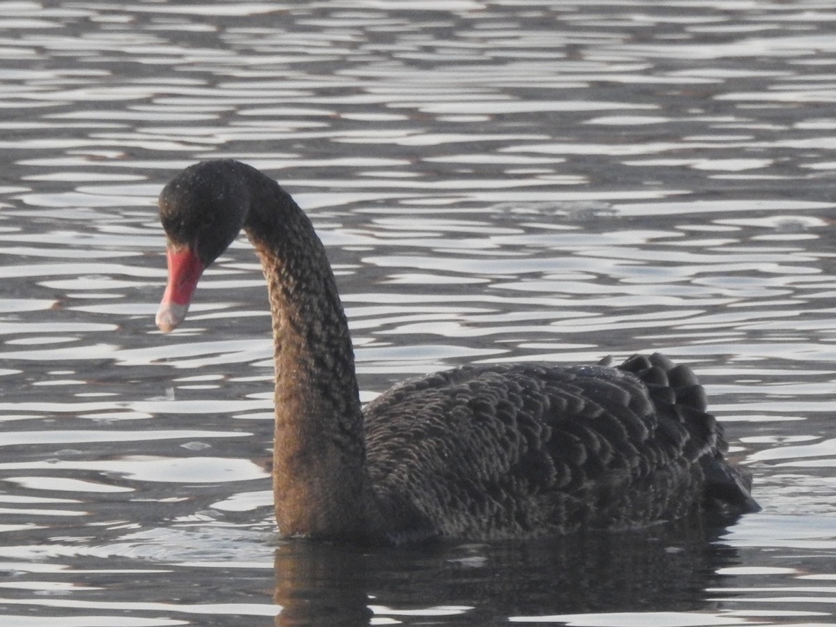 Black Swan - ML464428431