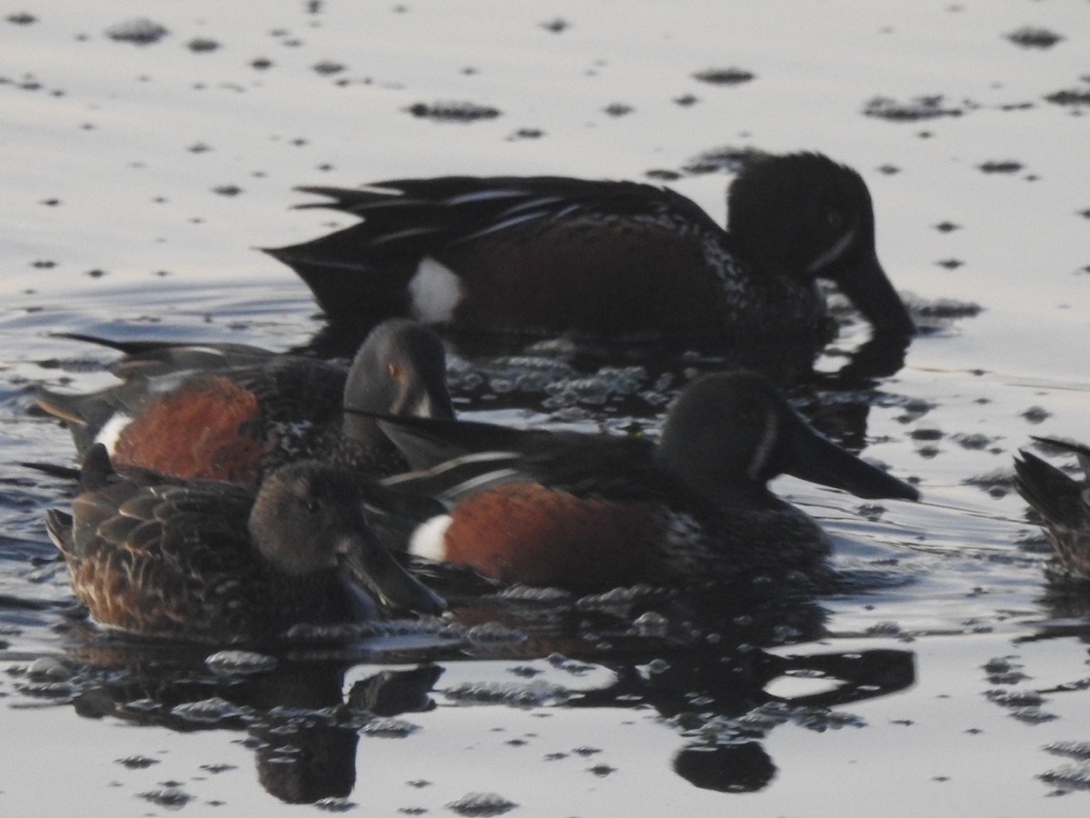 Australasian Shoveler - ML464428471