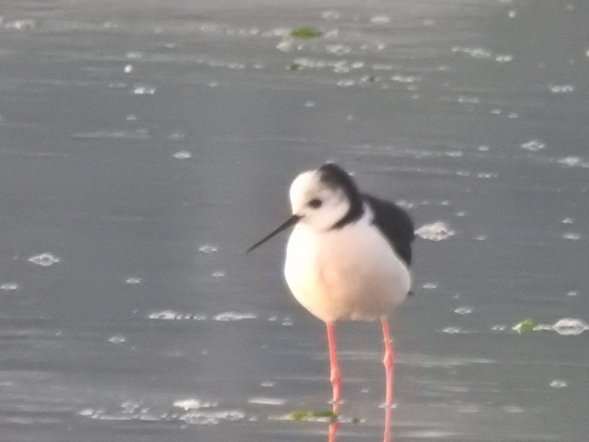 Pied Stilt - ML464428531