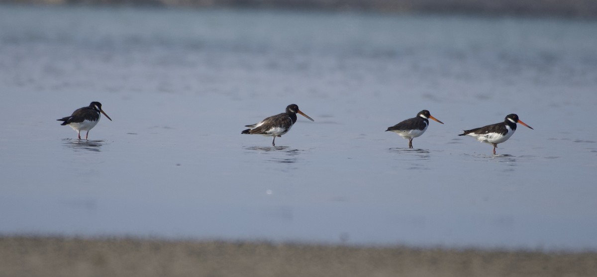 Eurasian Oystercatcher - ML464428561