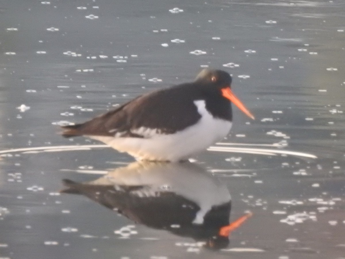 South Island Oystercatcher - ML464428591