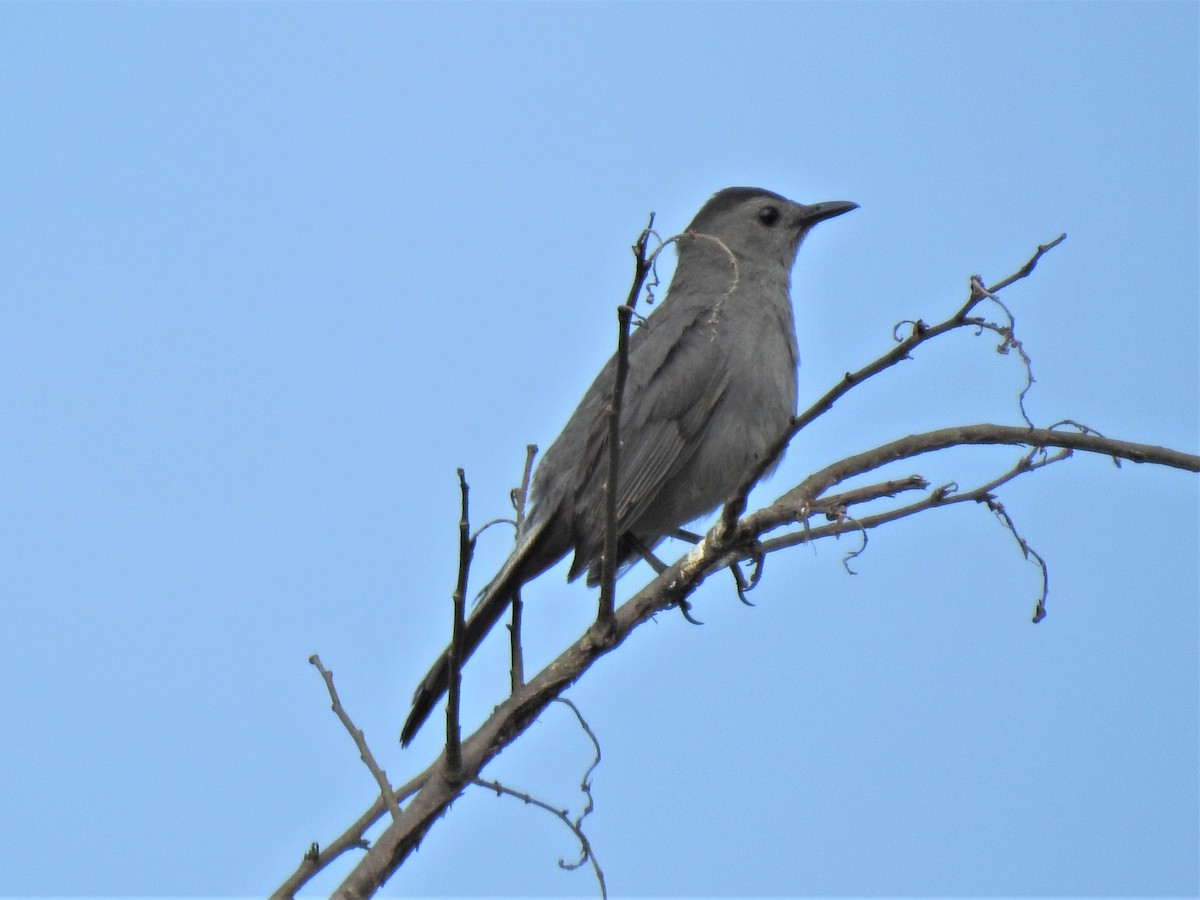 Gray Catbird - ML464428641