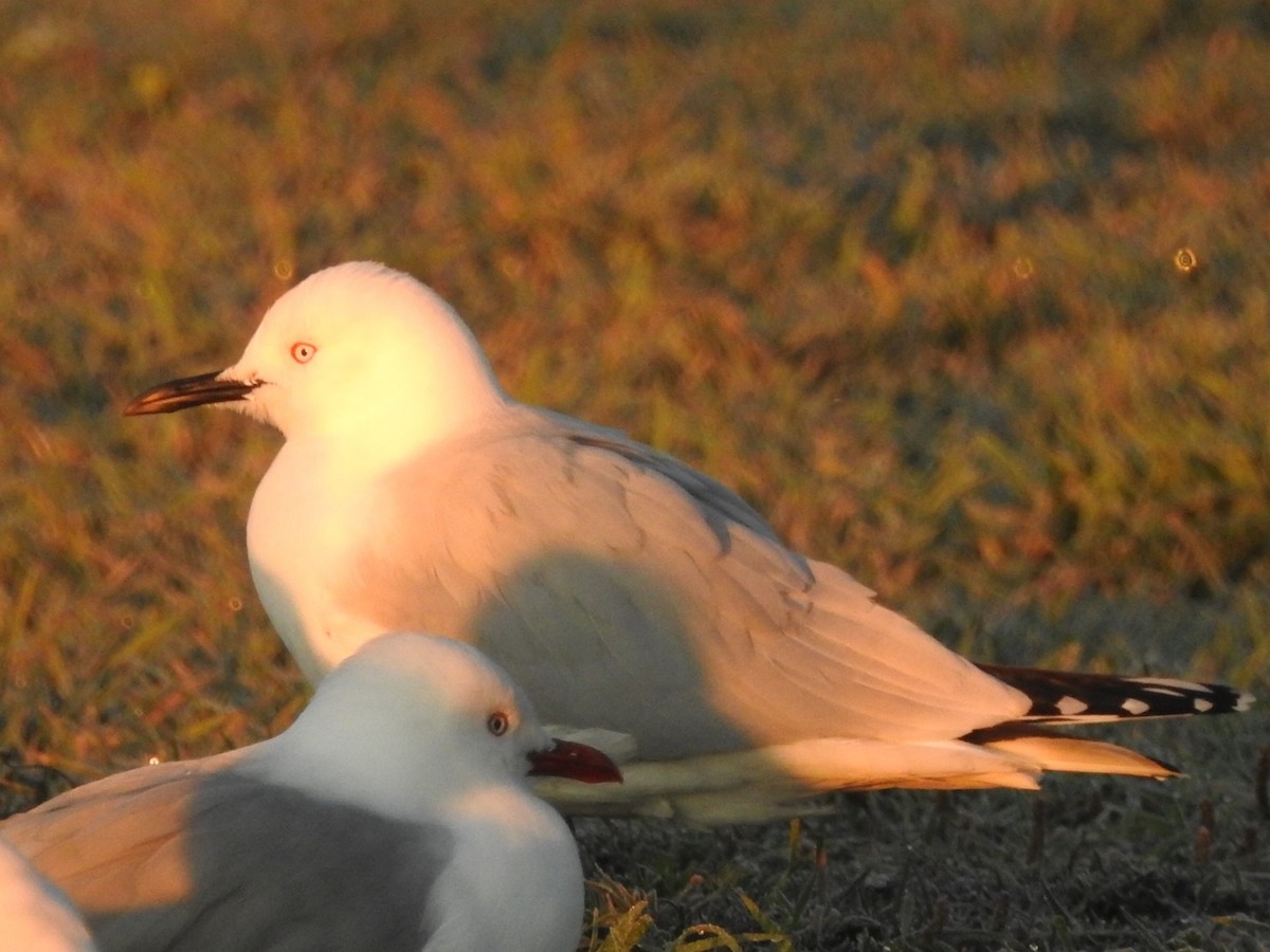 Black-billed Gull - ML464428721
