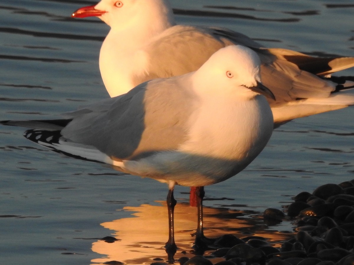 Black-billed Gull - ML464428741