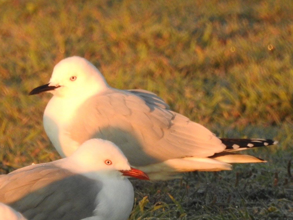 Black-billed Gull - ML464428761