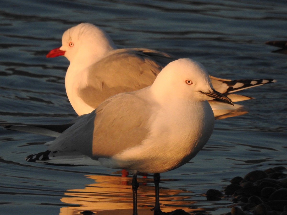 Black-billed Gull - ML464428771