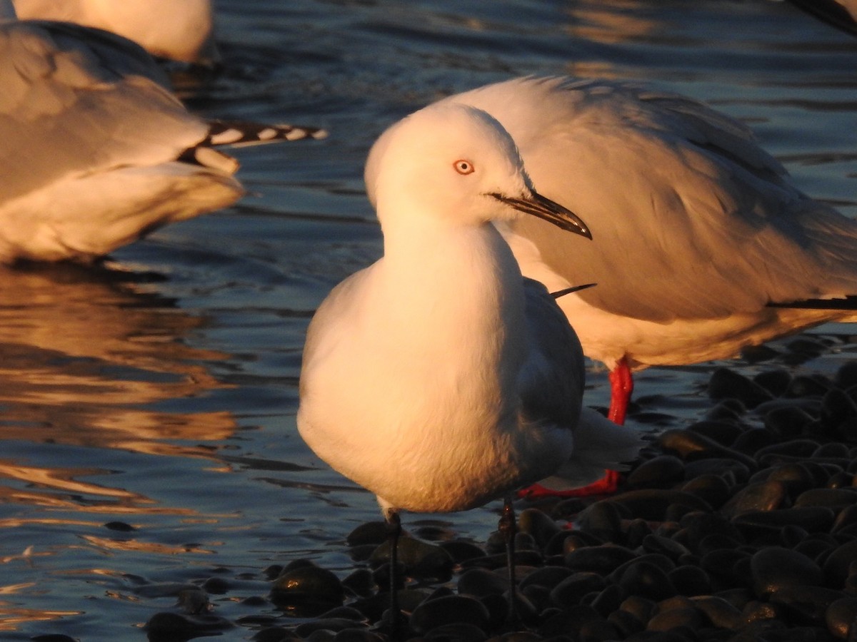 Black-billed Gull - ML464428781