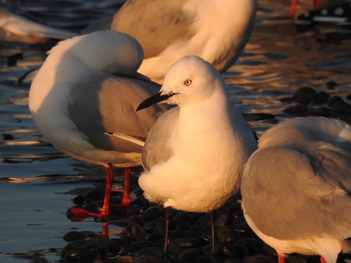Black-billed Gull - ML464428801