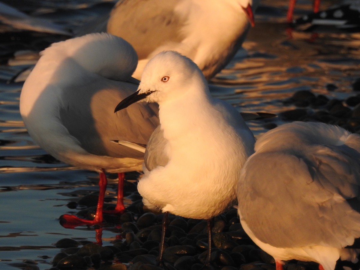 Black-billed Gull - ML464428811