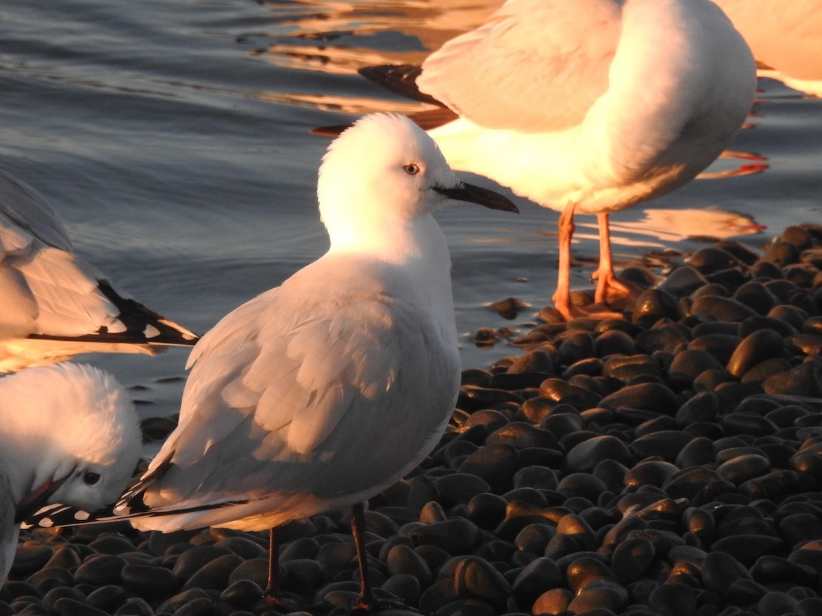Black-billed Gull - ML464428821