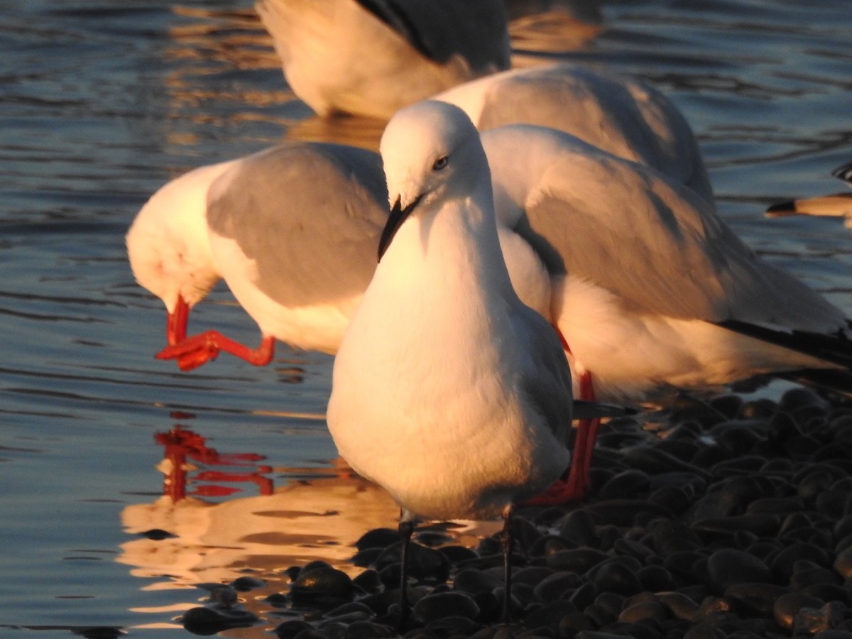 Black-billed Gull - ML464428831