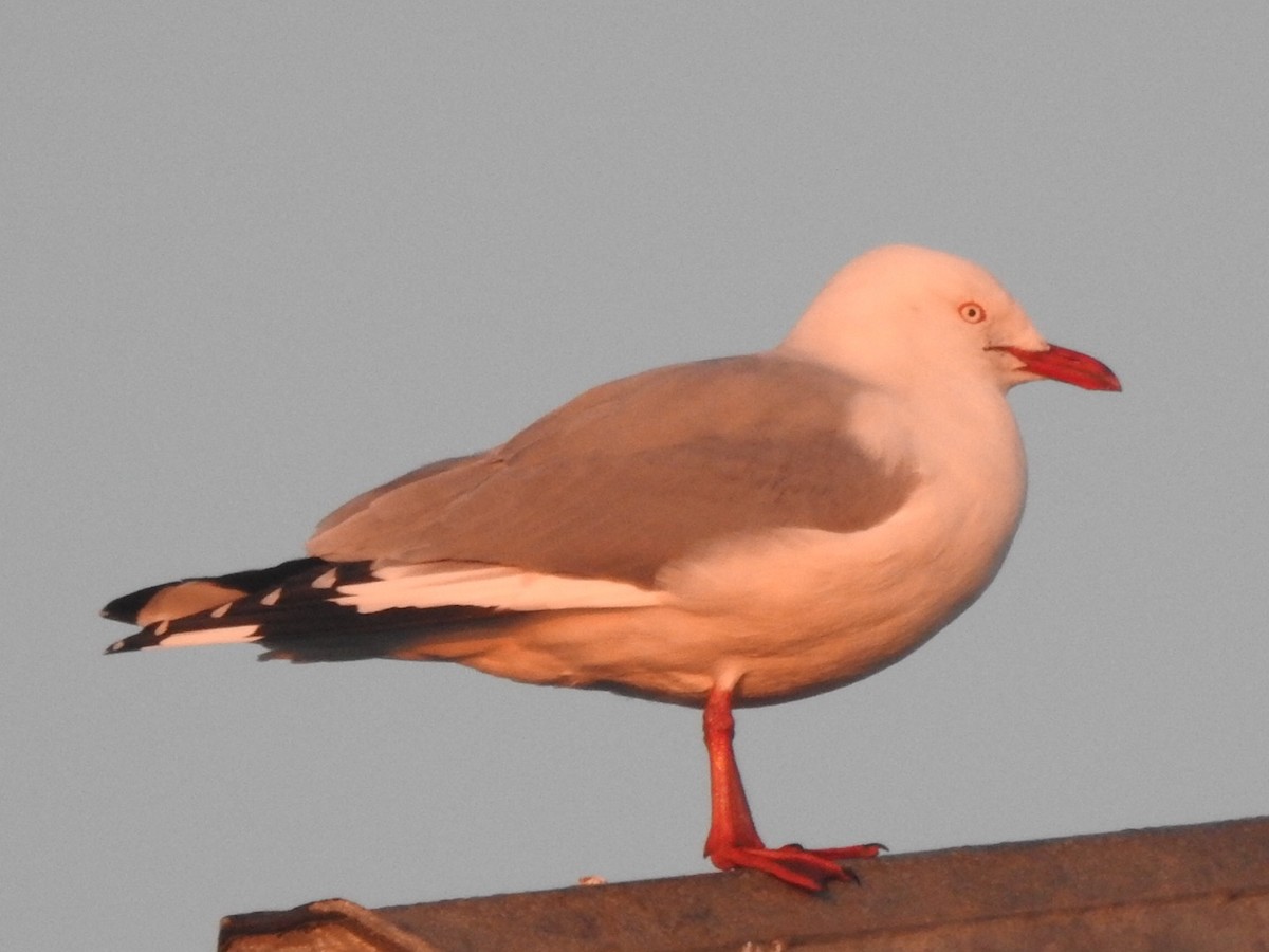 Silver Gull - ML464428931