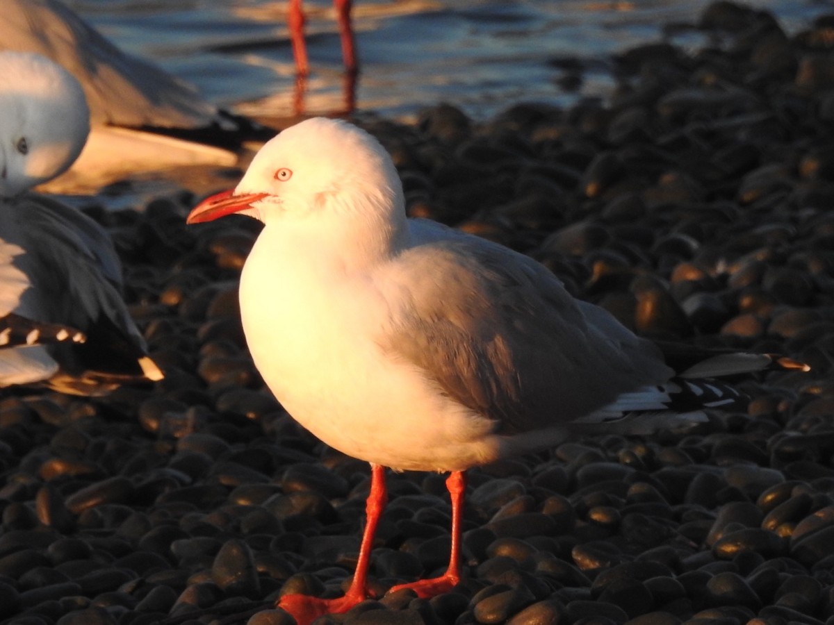Silver Gull - ML464428951