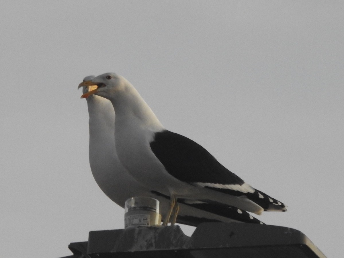 Kelp Gull - ML464429001