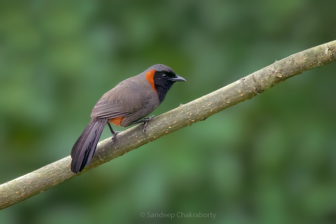 Rufous-necked Laughingthrush - ML464429561