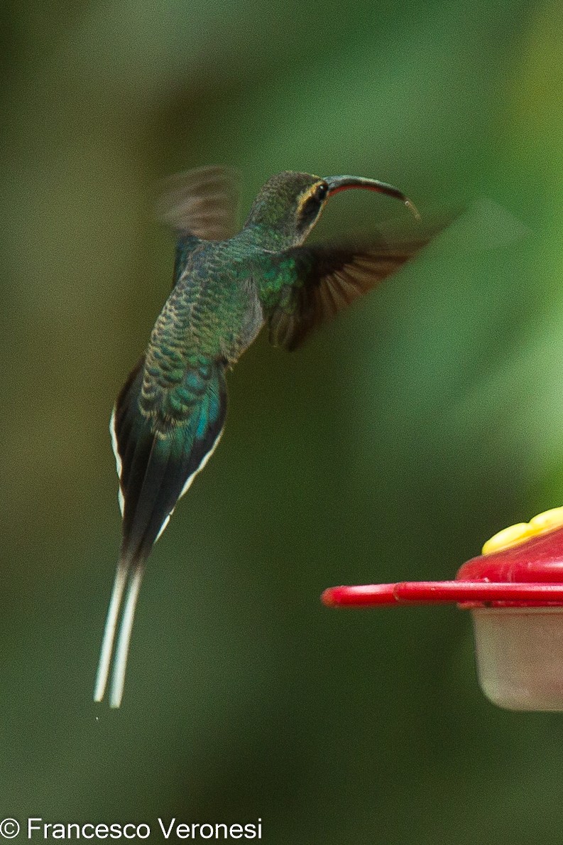 Grünschattenkolibri - ML464429581