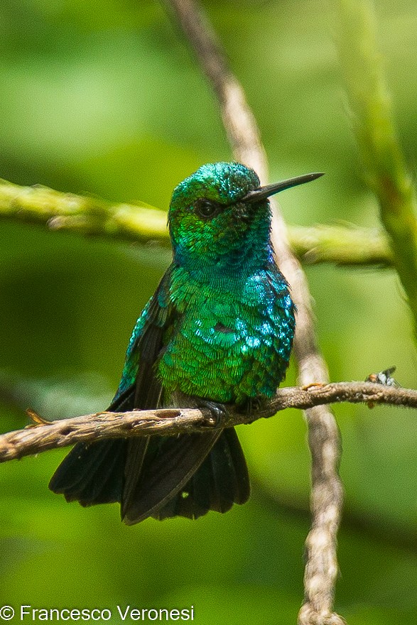 Blue-tailed Emerald - ML464429641