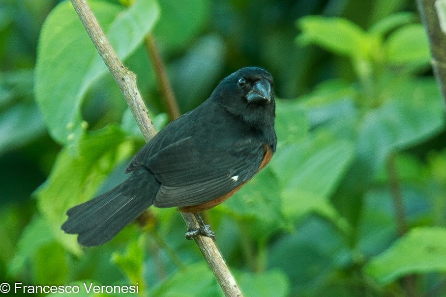 Chestnut-bellied Seed-Finch - Francesco Veronesi