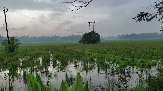 Perruche à tête prune - ML464431681