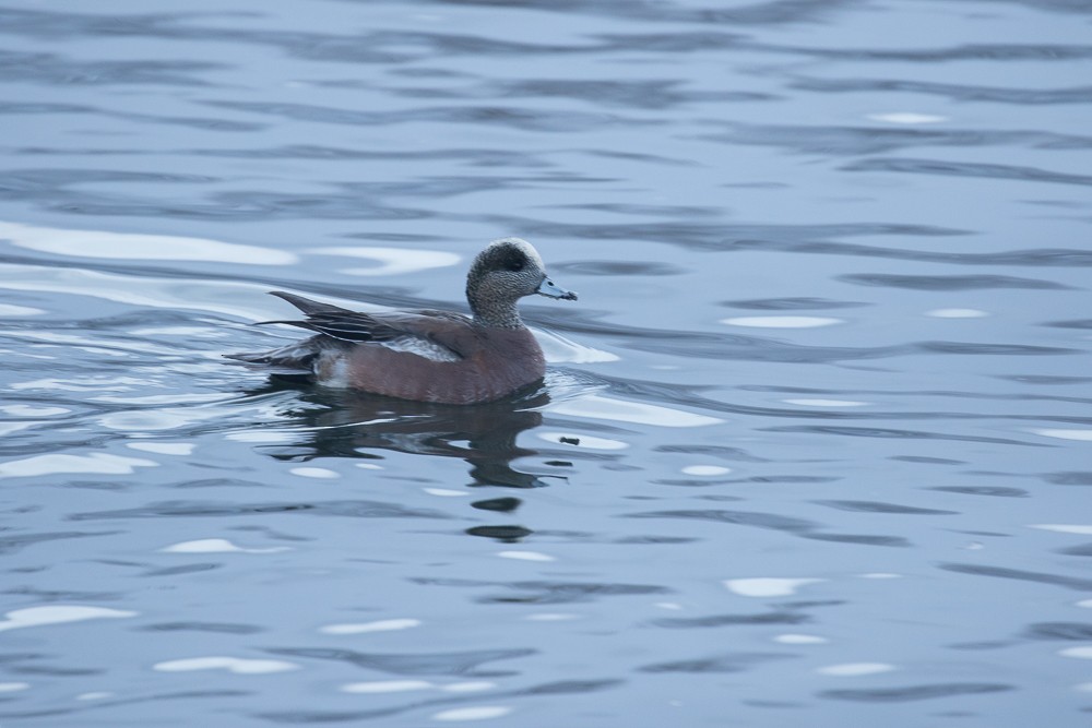 American Wigeon - ML46443181