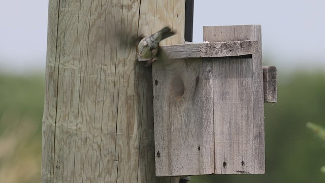 Eastern Bluebird - ML464432281