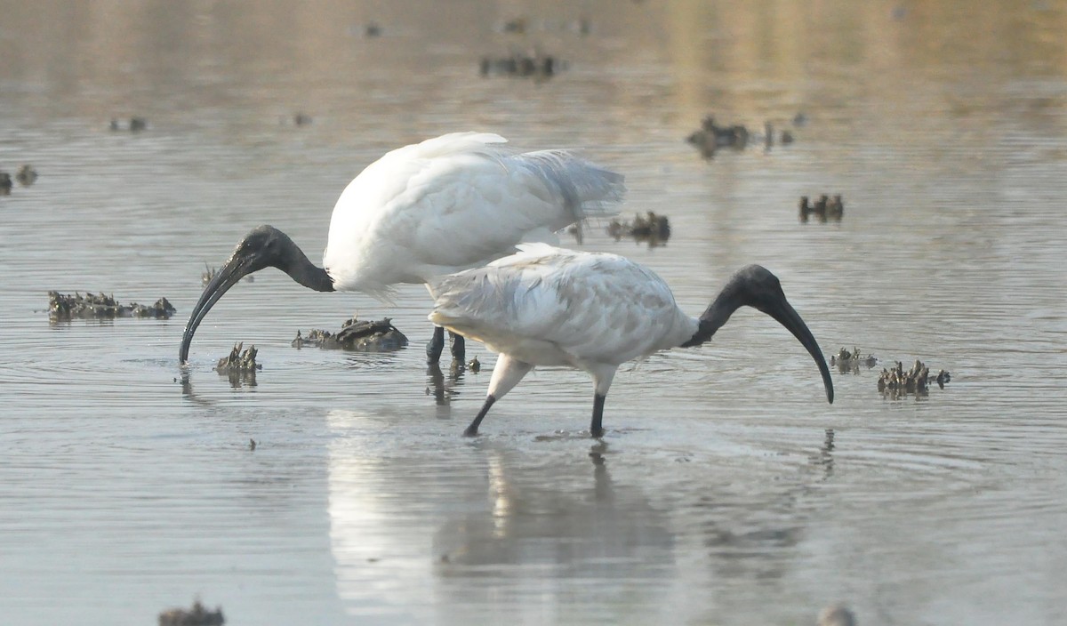 ibis černohlavý - ML464432601
