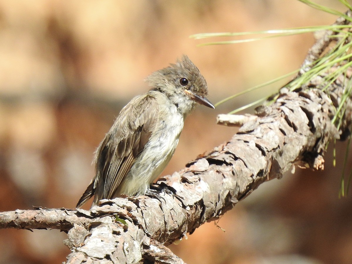 Eastern Phoebe - ML464432821