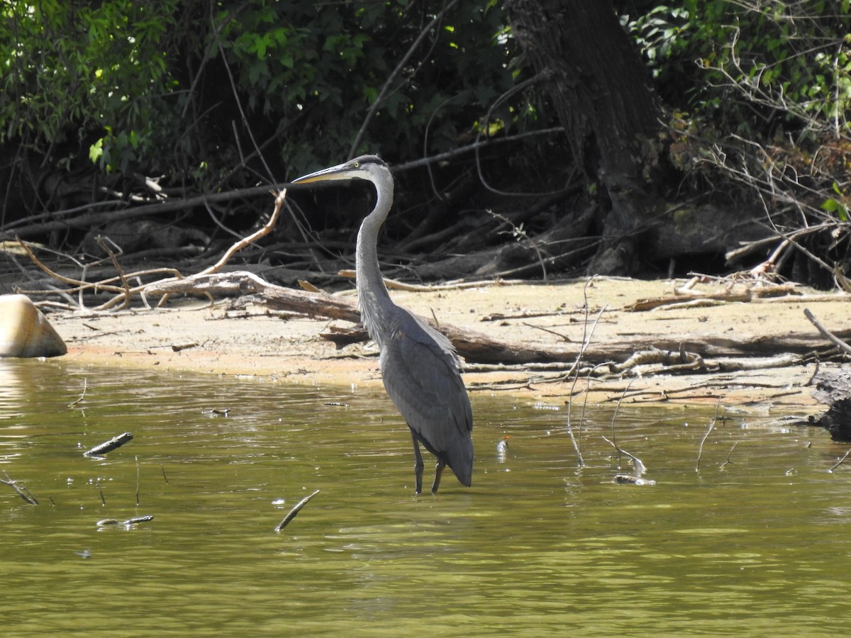 Great Blue Heron - ML464433141