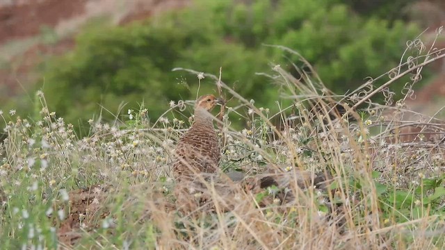 Francolin gris - ML464433241