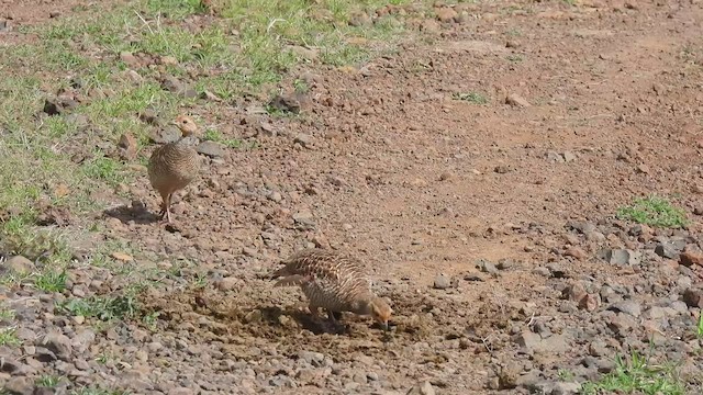 Gray Francolin - ML464433671