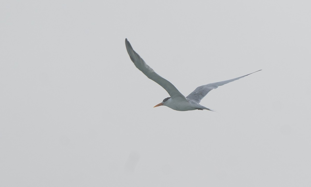 Lesser Crested Tern - ML464434301