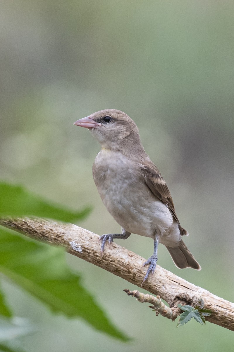 Yellow-throated Sparrow - ML464434551