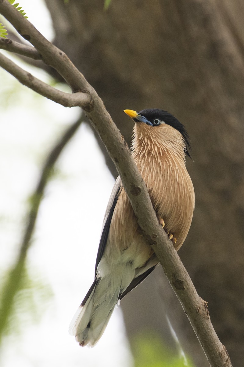 Brahminy Starling - ML464434601