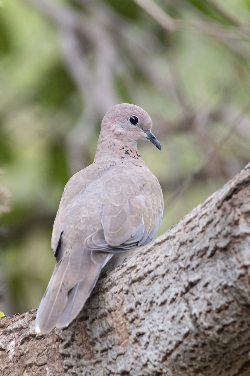 Laughing Dove - ML464434731