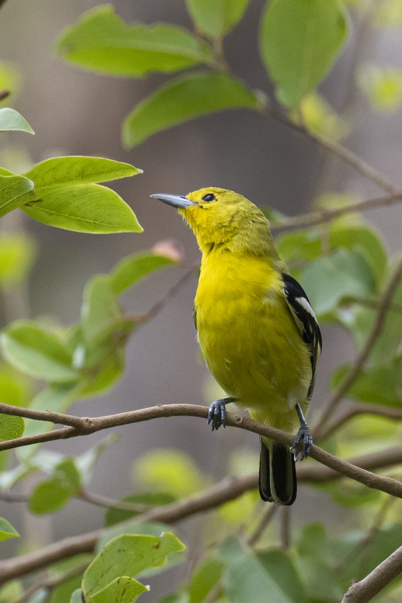 Common Iora - ML464434761