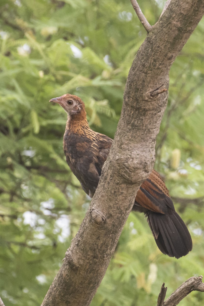 Red Junglefowl - ML464434881