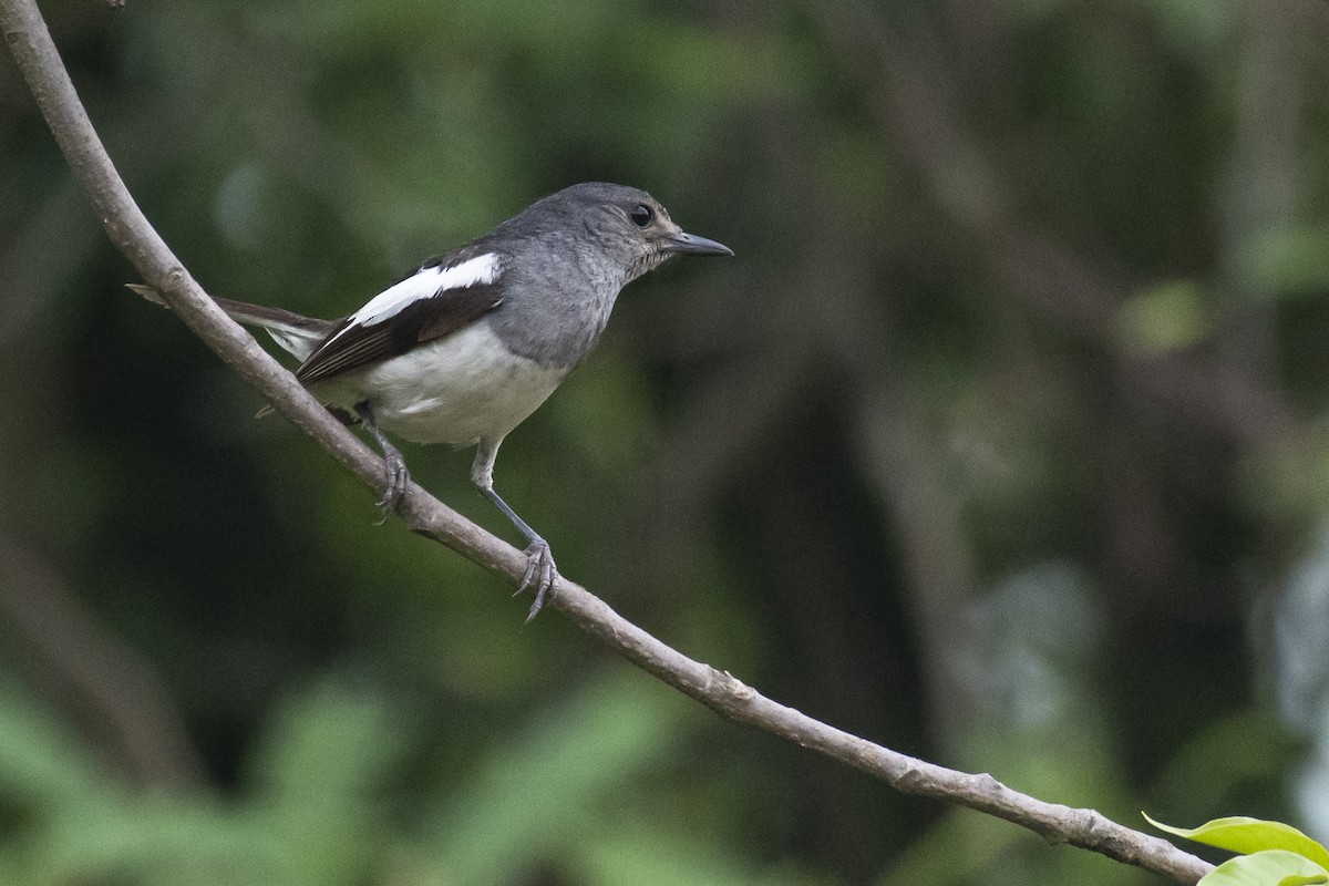 Oriental Magpie-Robin - ML464434901