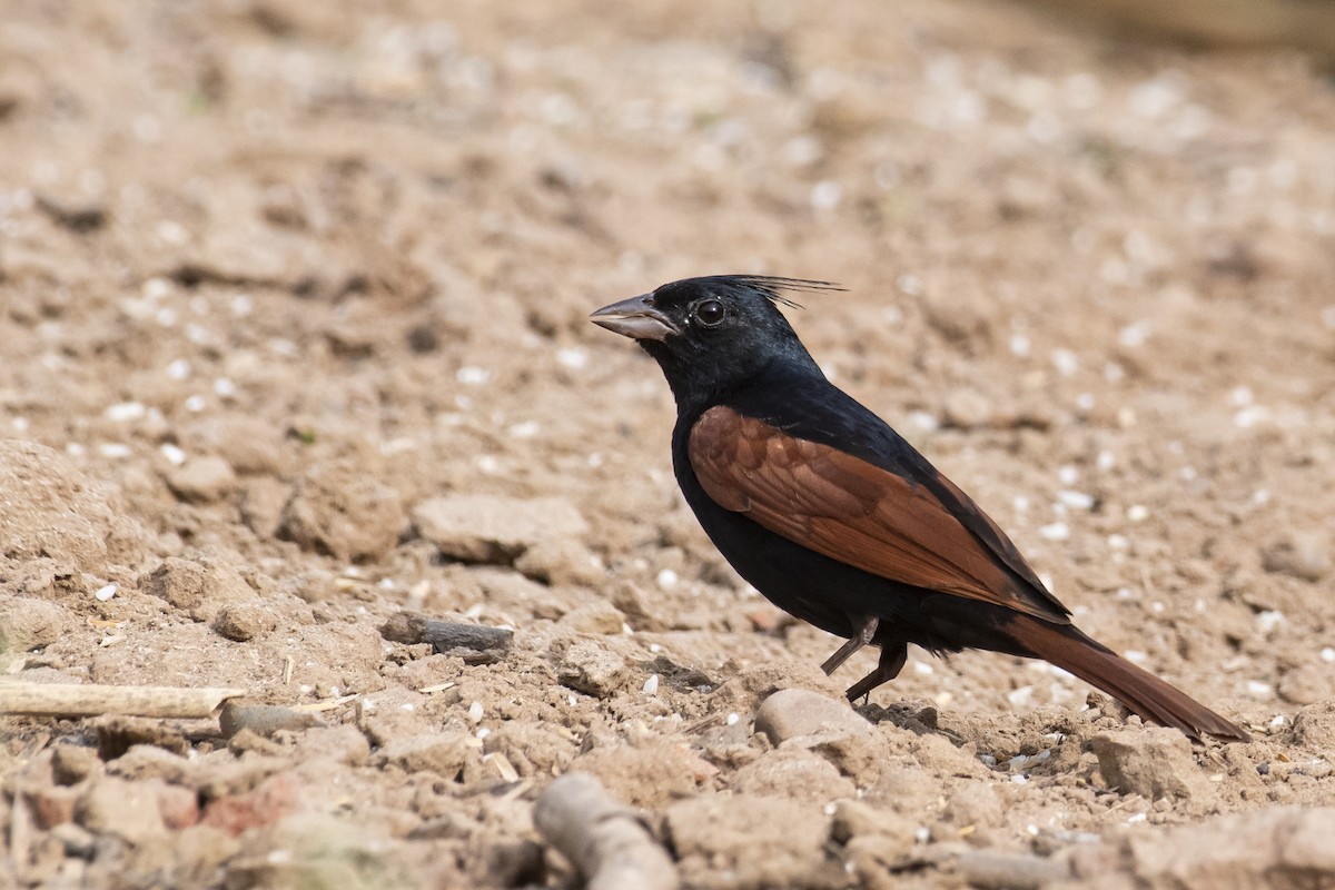 Crested Bunting - ML464434951