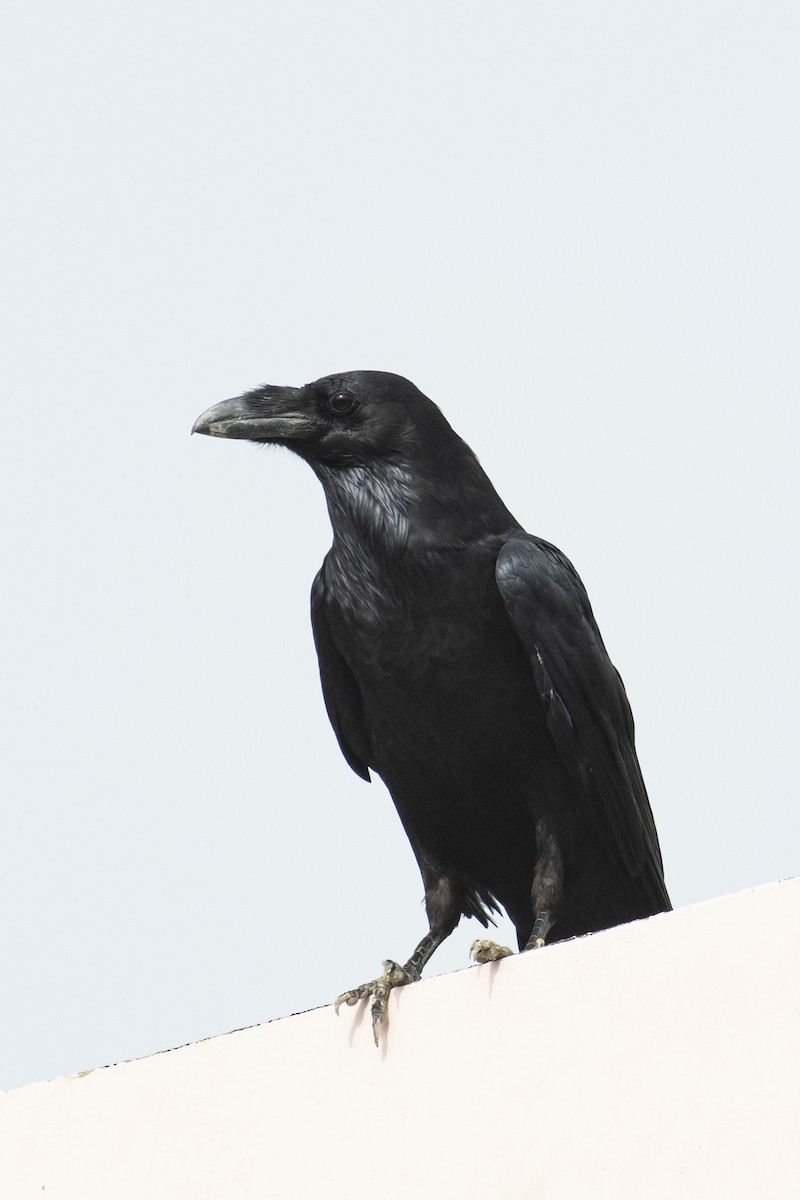 Large-billed Crow - ML464435391