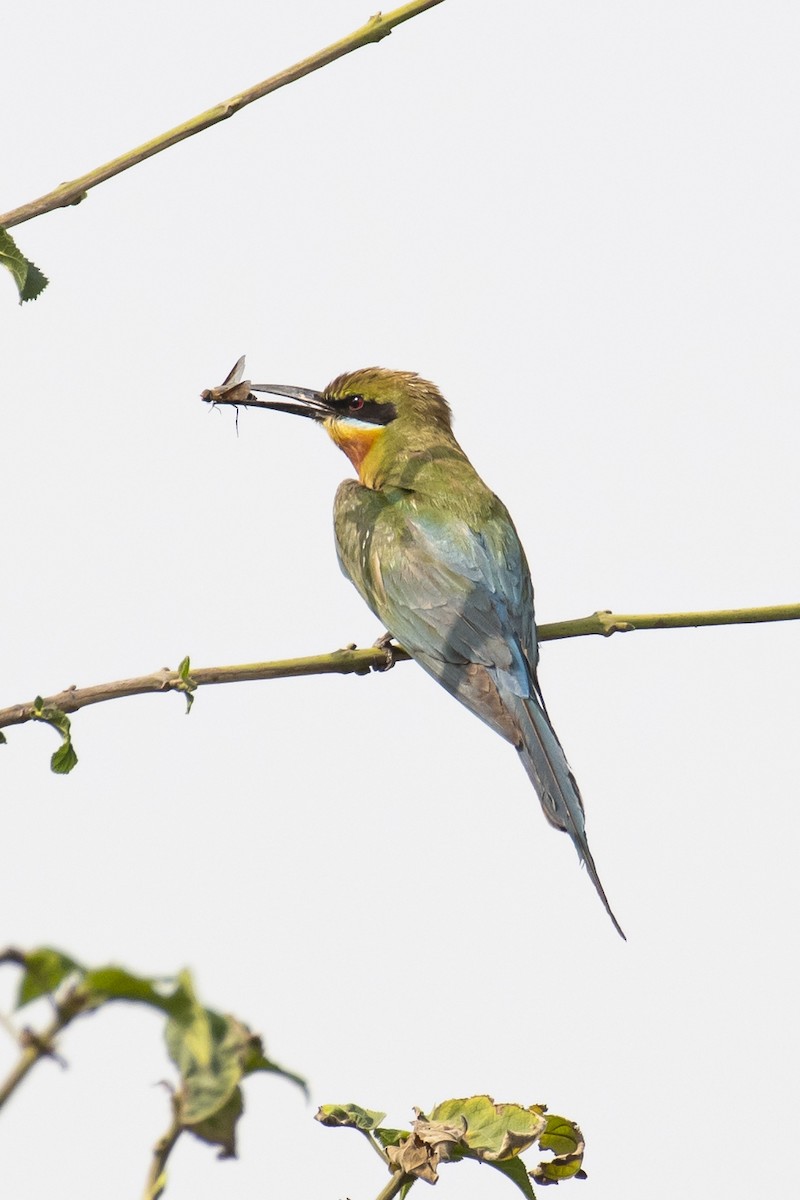 Blue-tailed Bee-eater - ML464435441