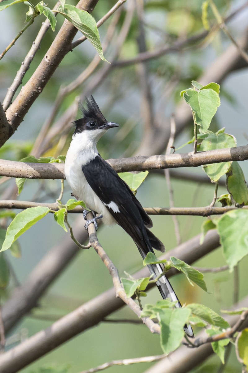 Pied Cuckoo - ML464435451