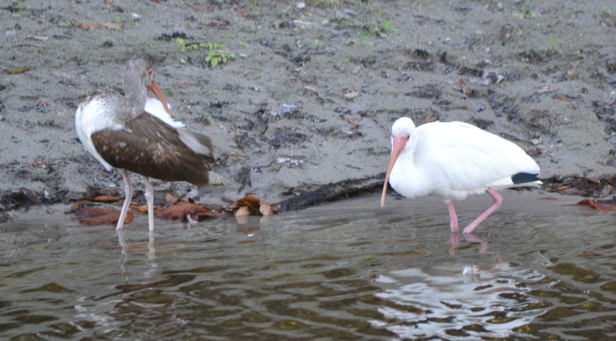 White Ibis - ML46443561