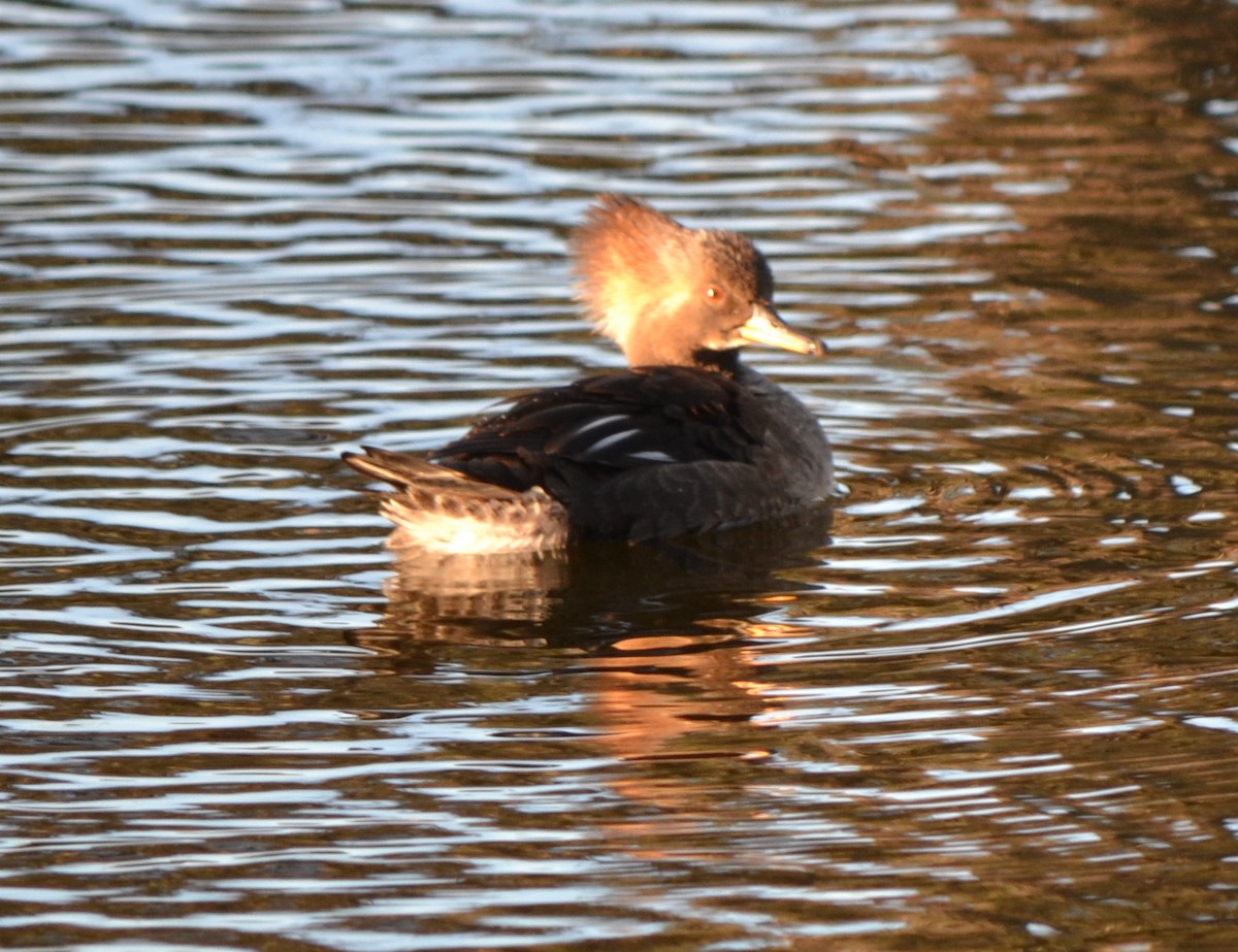 Hooded Merganser - ML46443591