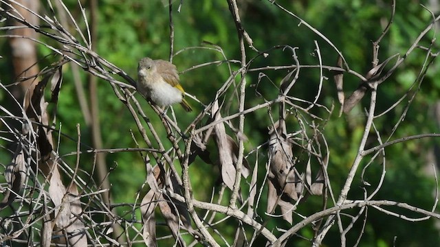 Rufous-banded Honeyeater - ML464436021